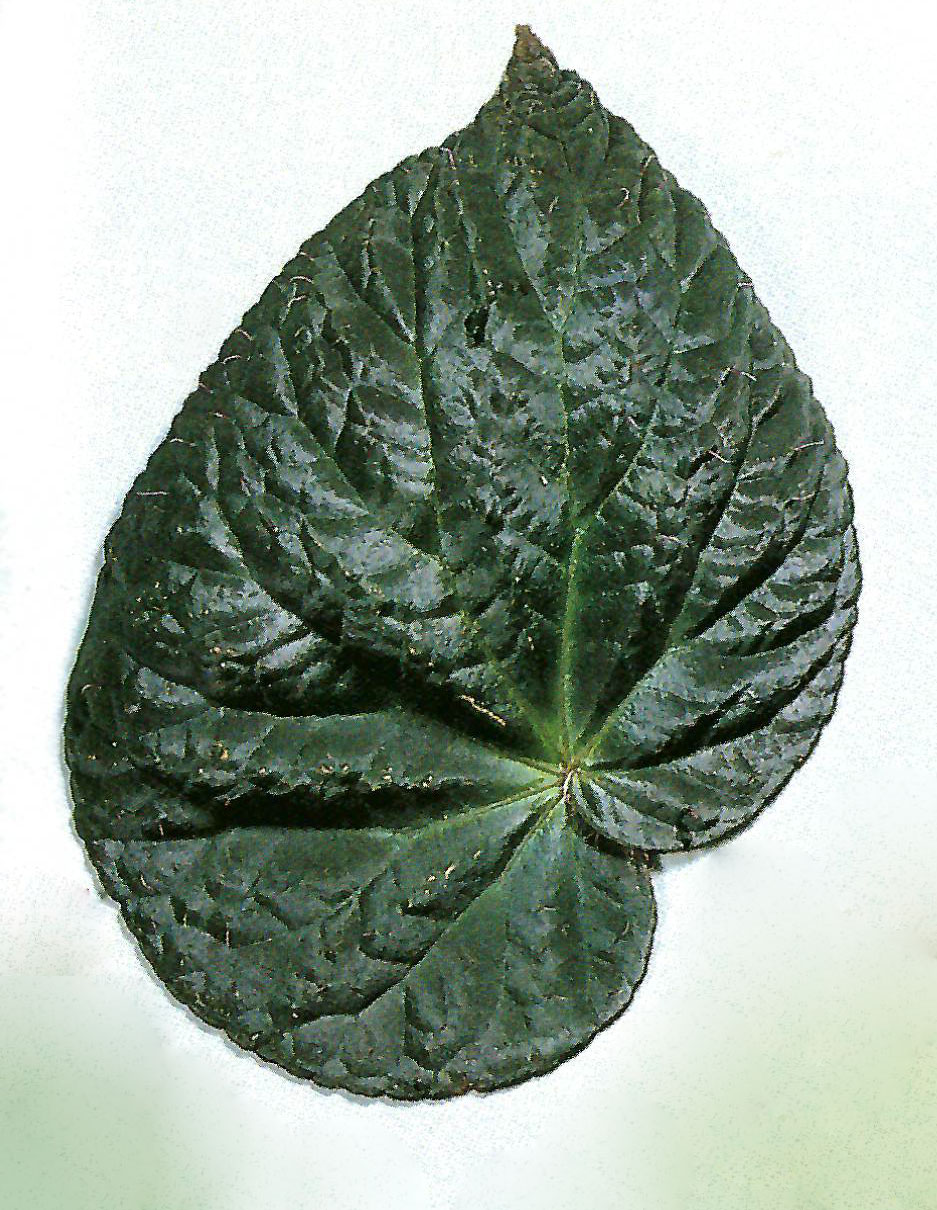 B. Ubatama